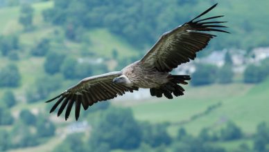 Vale gier (Gyps fulvus), een van de grootste aaseters ter wereld