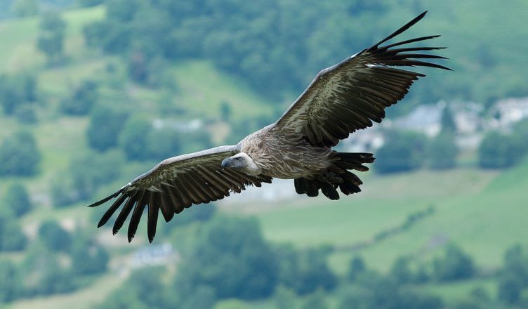 Vale gier (Gyps fulvus), een van de grootste aaseters ter wereld