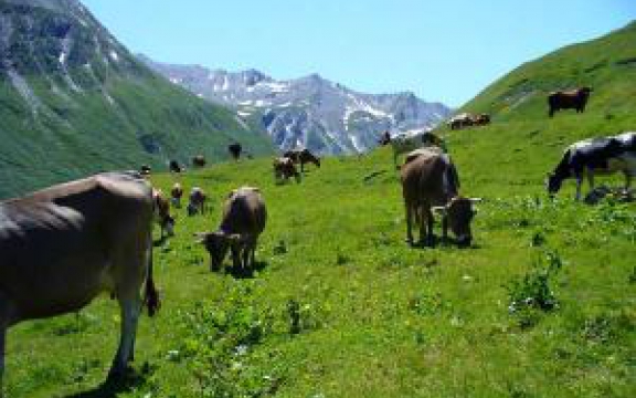 Koeien grazen in de Franse Alpen