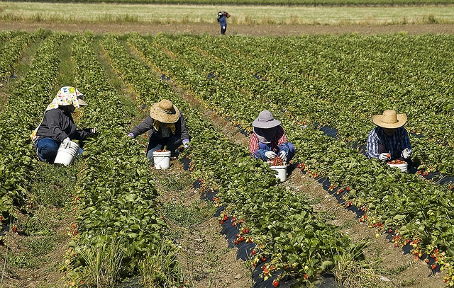 Illegale aardbeienpluksters in California werken 12 uur per dag zeven dagen per week tijdens het seizoen voor 8 dollar per uur 