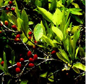 Bladeren en vruchten van de cocaplant 
