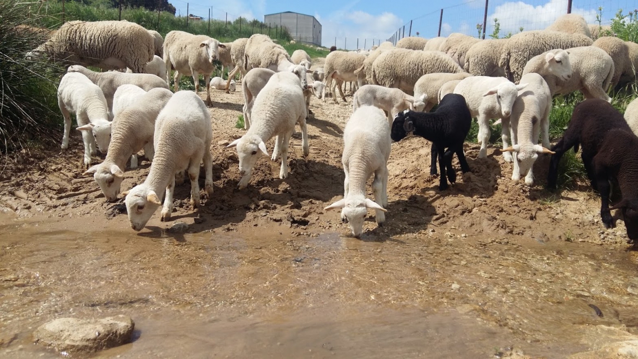 Op een hete dag is fris bronwater welkom