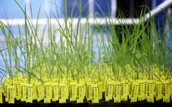 Genetisch gemodificeerde rijstplanten