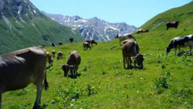 Koeien grazen in de Franse Alpen